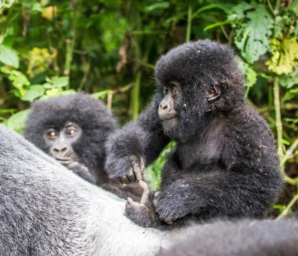 Zbliżenie Zdjęcia Małp Środowisku Naturalnym Kongo — Zdjęcie stockowe