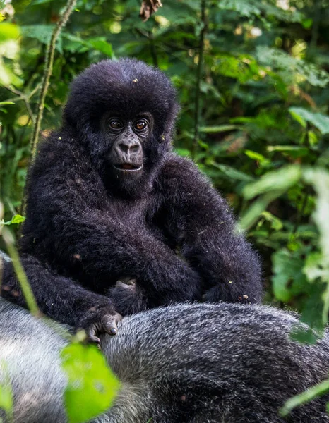 Maymunun Kongo Daki Doğal Yaşam Alanındaki Yakın Çekimi — Stok fotoğraf