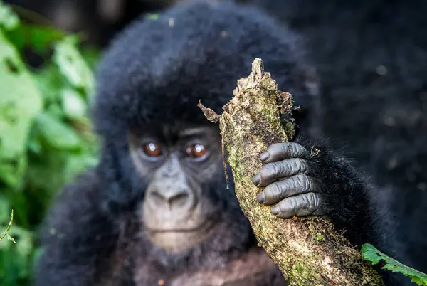 Primo Piano Scimmia Habitat Naturale Congo — Foto Stock