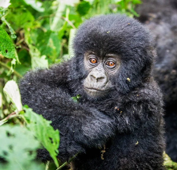 Zbliżenie Zdjęcia Małpy Naturalnym Środowisku Kongo — Zdjęcie stockowe