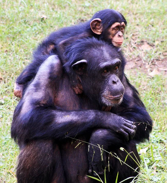 Close Shot Monkey Natural Habitat Congo — Stock Photo, Image