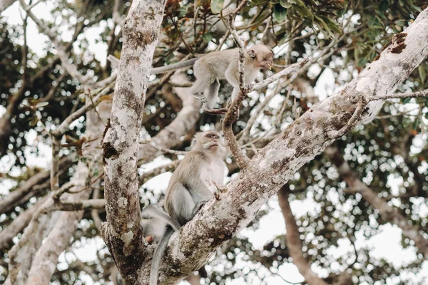 Wild Live Monkey Sits Tree Island Mauritius Monkeys Jungle Island — Stock Photo, Image