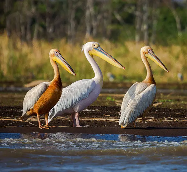 Aves Pelicanas Delta Danúbio — Fotografia de Stock