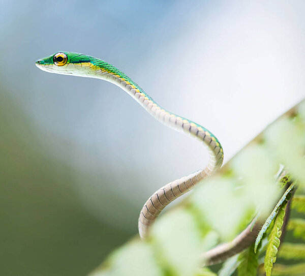 Дикая природа в мире