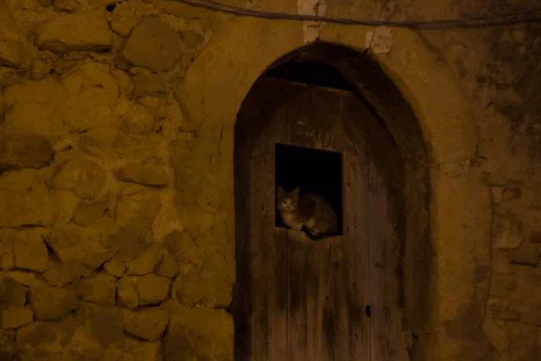 漏洞门上的猫 — 图库照片