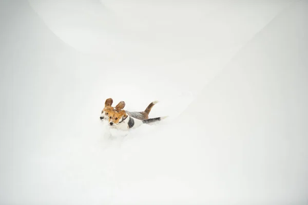 冬の屋外で雪の中でビーグルの種の犬が遊ぶ — ストック写真