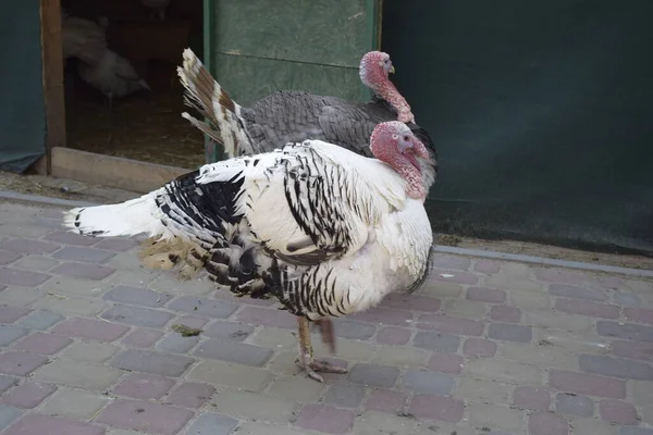 Motley Home Turkeys Walking Yard — Stock Photo, Image