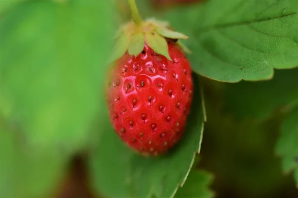 灌木茎上有成熟的红草莓 — 图库照片