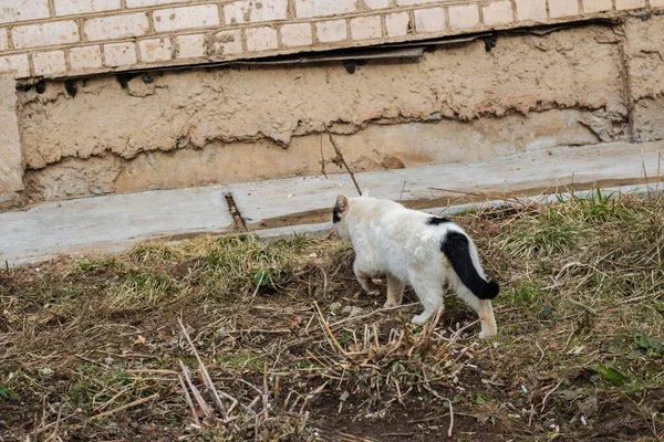 Bezdomovec Černá Bílá Kočka Blízkosti Keře — Stock fotografie