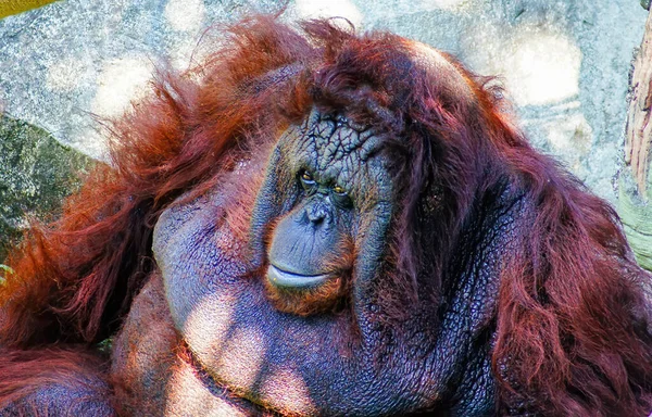 Orangutan Sitting Rocks Avoiding Sun — Stock Photo, Image