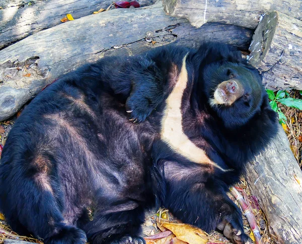 Азиатский Черный Медведь Азиатский Черный Медведь Selenarctos Thibetanus Отдыхает Течение — стоковое фото