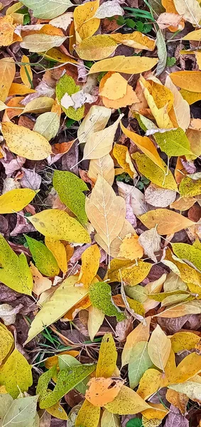 Beleza Outono Natureza Fundo Outono Com Folhas Multicoloridas Folhas Caídas — Fotografia de Stock