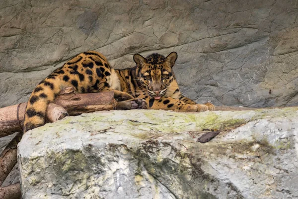 Image Clouded Leopard Relax Rocks — Stock Photo, Image