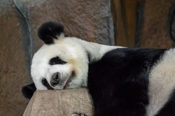 Bild Eines Panda Schläft Auf Den Felsen Wilde Tiere — Stockfoto