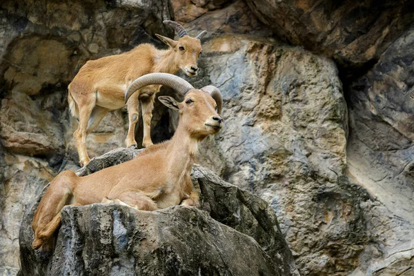 Image Barbary Sheep Rocks Wildlife Animals — ストック写真