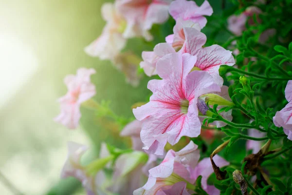 Piękne Kwitnące Kwiaty Czas Letni — Zdjęcie stockowe