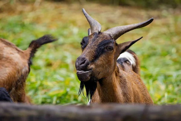 棕色只山羊 自然背景的图像 农场里的动物 — 图库照片