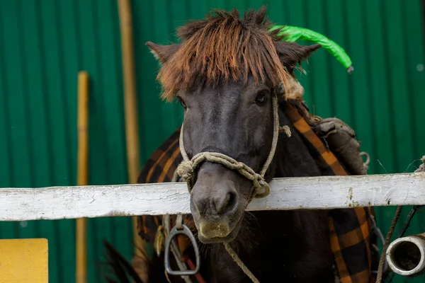 Obrázek Černého Trpasličího Koně Pro Turisty Koni Zvířata — Stock fotografie
