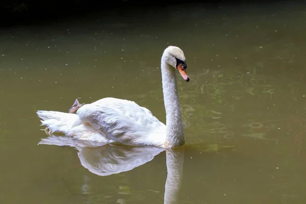 水の上に白い白鳥のイメージ 野生動物 — ストック写真