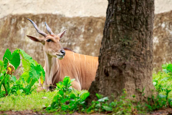 Immagine Patria Comune Eland Eland Meridionale Antilope Dell Eland Taurotragus — Foto Stock