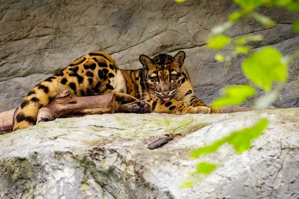 Bild Eines Wolkenverhangenen Leoparden Entspannt Sich Auf Den Felsen Wildtiere — Stockfoto