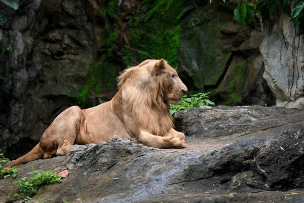 Image Male Lion Relax Rocks Wildlife Animals — 스톡 사진