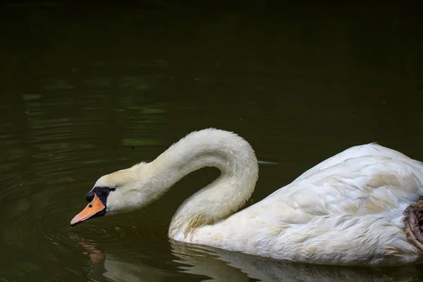 Изображение Белого Лебедя Воде Животные Дикой Природы — стоковое фото