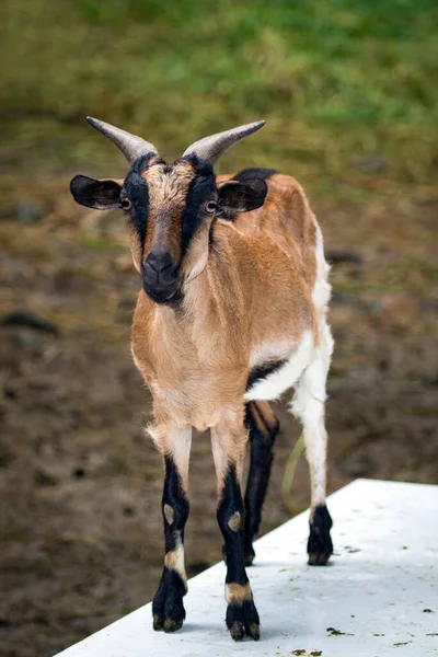 自然の背景に茶色のヤギのイメージ 農場の動物 — ストック写真