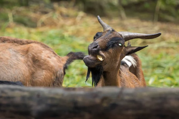 棕色只山羊 自然背景的图像 农场里的动物 — 图库照片