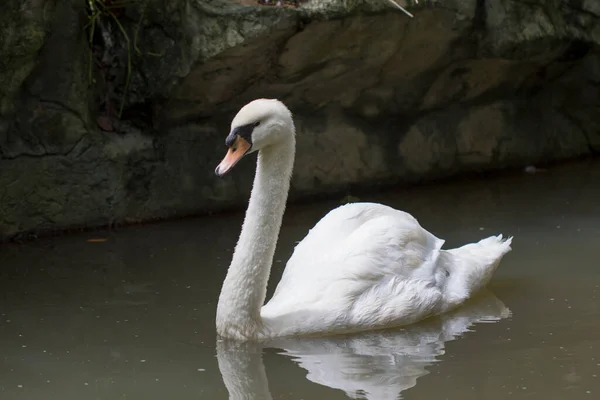 Suda Beyaz Bir Kuğu Resmi Vahşi Yaşam Hayvanları — Stok fotoğraf