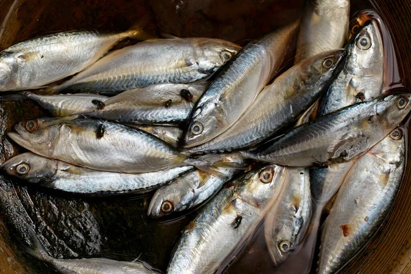 Sinekli Bir Balık Görüntüsü Sucul Hayvanlar Yiyecek — Stok fotoğraf