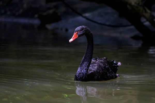 Image Black Swan Water Wildlife Animals — ストック写真