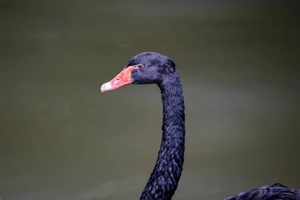 Image Black Swan Water Wildlife Animals — Foto Stock