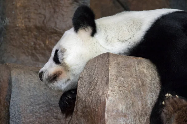 Image Panda Sleeping Rocks Wild Animals — Stockfoto