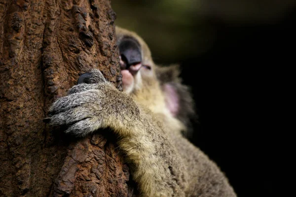 Bild Koalabjörn Sova Fokus Hand Träd Reptil Djur — Stockfoto