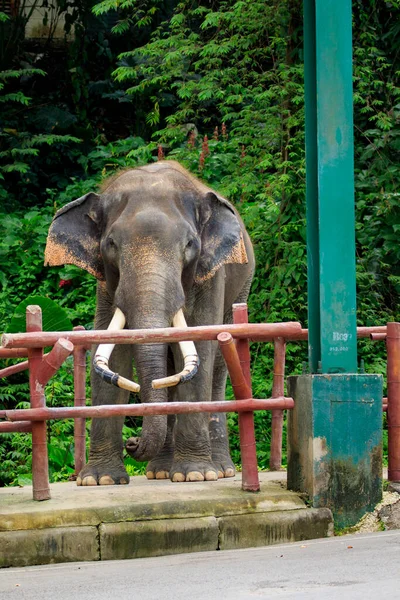 Obraz Azjatyckiego Słonia Tle Natury Zwierzęta Dzikie — Zdjęcie stockowe