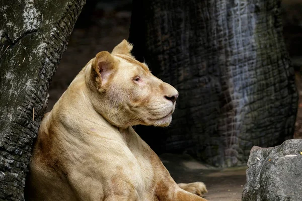 Bild Eines Weiblichen Löwen Auf Naturhintergrund Wildtiere — Stockfoto