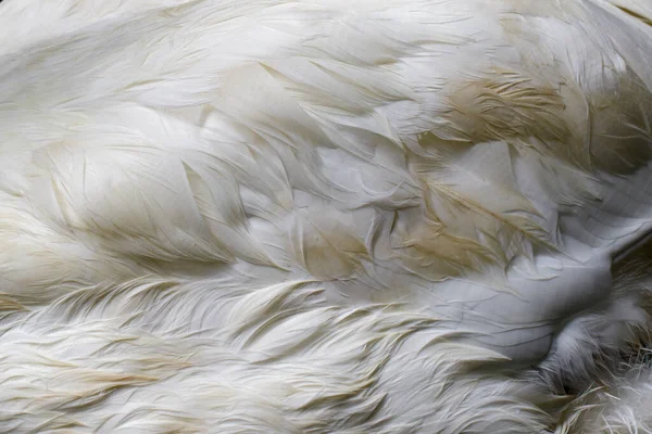 白鳥の毛皮の詳細なマクロ画像 テクスチャ背景 — ストック写真
