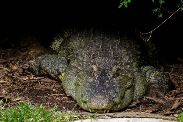 Egy Krokodil Képe Földön Vadállatok — Stock Fotó