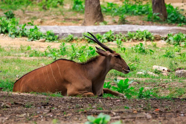 Image Eland Traelaphus Oryx Relax Grass Wildlife Animals — Stock Photo, Image
