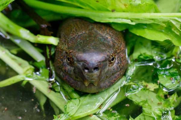 헤드의 이미지 오렌지 Giant Asian Pond Turtle 파충류 — 스톡 사진