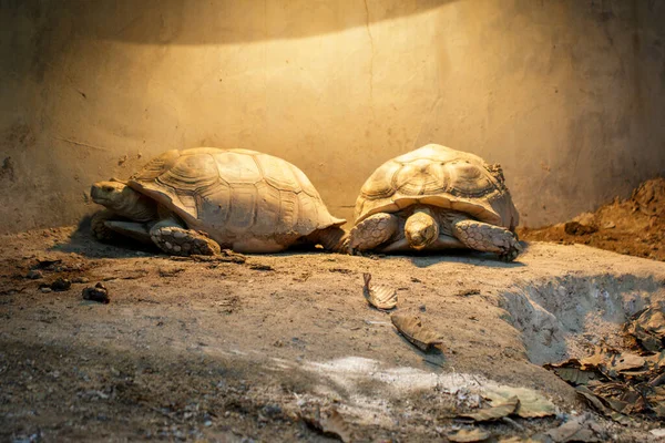 Image Sulcata Tortoise Turtle African Spurred Tortoise Geochelone Sulcata Floor — Fotografia de Stock