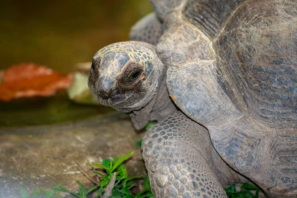 Imagen Tortuga Alargada Indotestudo Elongata Suelo Reptil Animales —  Fotos de Stock