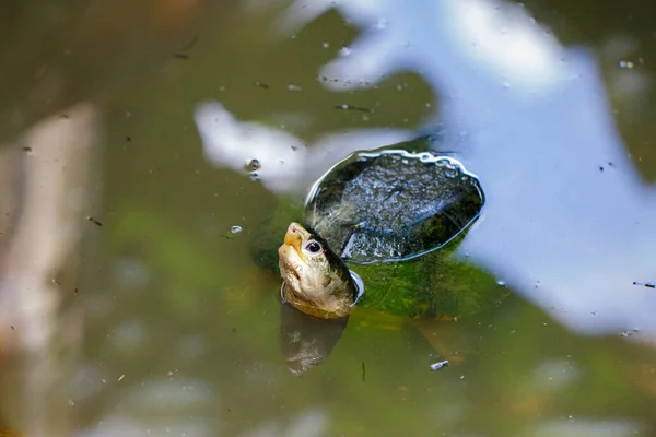 Зображення Південноазійської Черепахи Або Сіамської Коробки Терапіну Cuora Amboinensis Воді — стокове фото