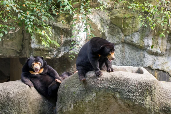 Obrázek Dvou Malajských Slunečních Medvědů Odpočívá Skalách Divoká Zvířata — Stock fotografie
