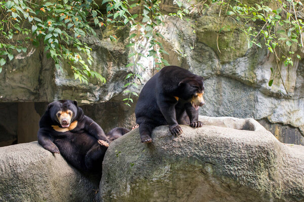 "Image of two malayan sun bear relax on the rocks. Wild Animals."