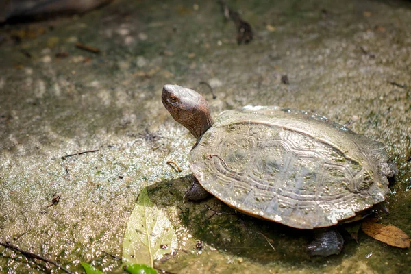 Imagen Giant Asian Pond Turtle Asian Giant Terrapin Heosemys Grandis —  Fotos de Stock