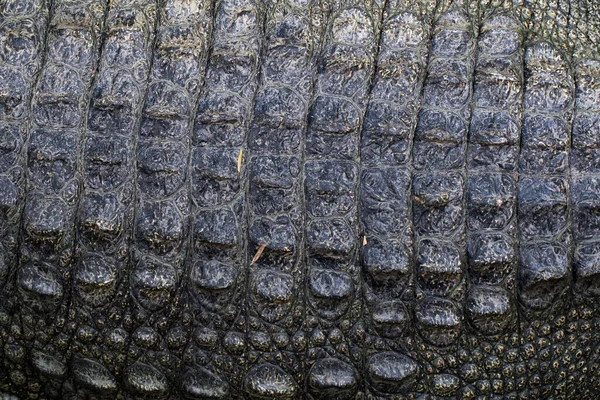 Image Crocodile Skin Abstract Background Wild Animals — Stock Photo, Image