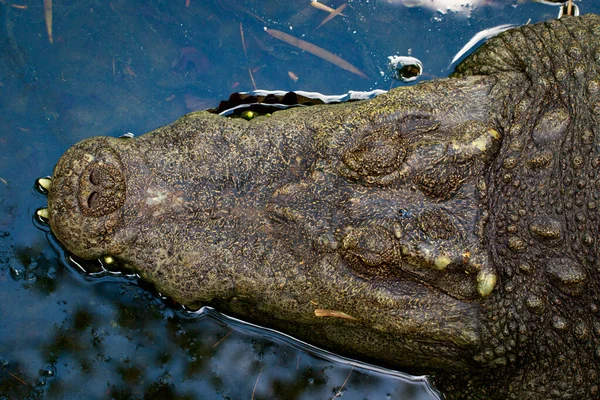 鳄鱼头在水面上的图像 野生动物 — 图库照片
