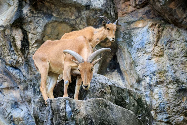 Image Barbary Sheep Rocks Wildlife Animals — ストック写真